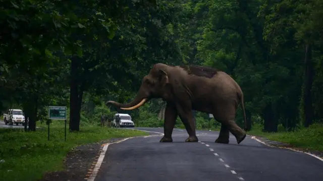 পশ্চিমবঙ্গের শিলিগিুড়িতে একটি সড়ক। হাতি চলাচলের পথের ওপর বসতবাড়ি নির্মাণের ফলে অনেক সময় সমস্যা তৈরি হয়