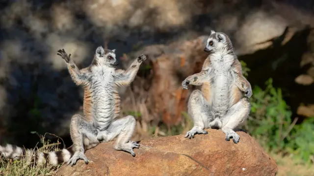 Dwa lemury, jeden z nich w pozycji z podniesionymi przednimi łapkami, drugi na niego patrzy