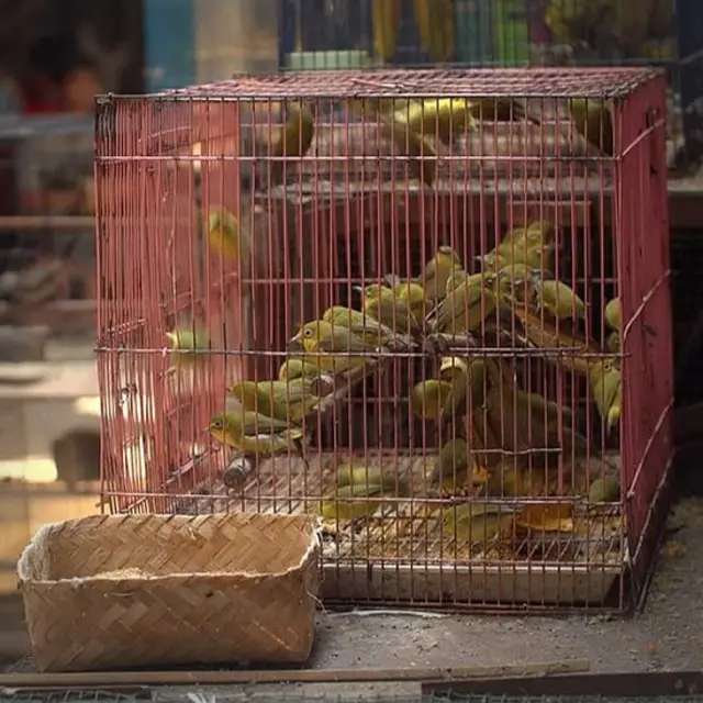 Aves enjauladas en venta