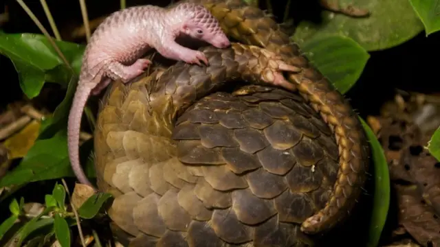 ลูกตัวนิ่มไต่อยู่บนตัวแม่