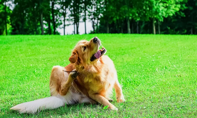 سگی در حال خارش خود