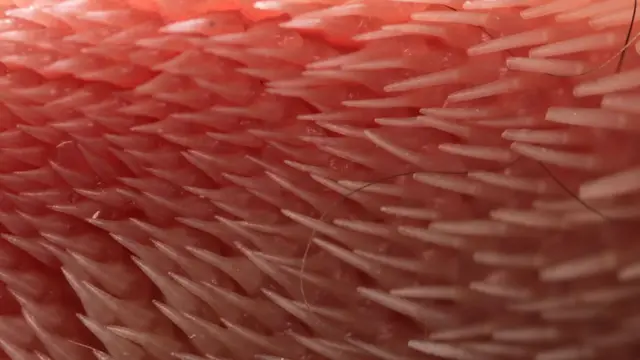 เวลาที่แมวเลียขน หนามบนลิ้นที่เป็นเสมือนแปรงจะแทรกลงไปในระหว่างเส้นขน ทำให้ทำความสะอาดได้อย่างทั่วถึง