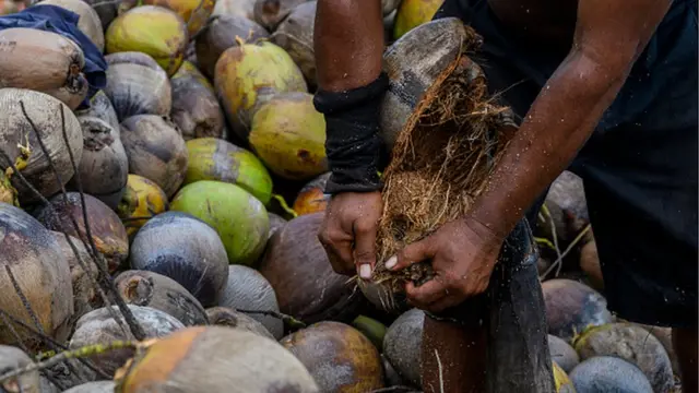 కొబ్బరి ఒలుపు