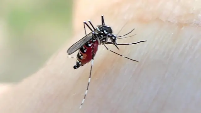 यूरोप में डेंगू के बढ़ते मामले