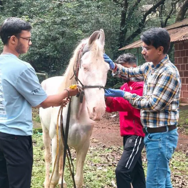 कर्जत येथील पशुसंवर्धन विभागाच्या तीन डॉक्टरांची टीम माथेरान येथे गेल्या आठ दिवसांपासून दररोज उपलब्ध असल्याचं सरकारच्या पशुसंवर्धन विभागाच्या अधिकाऱ्यांकडून सांगण्यात आलं आहे.
