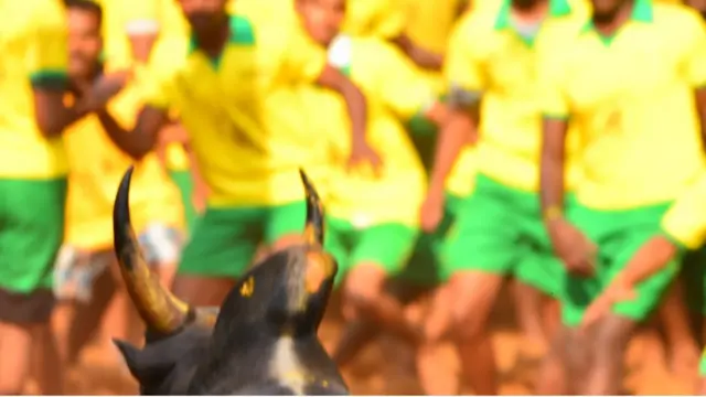 ஜல்லிக்கட்டு