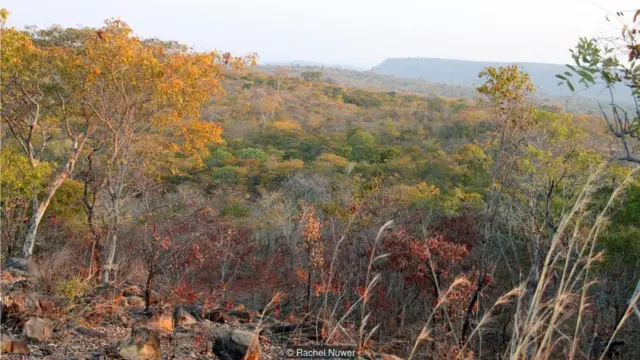 1.1万头大象栖息在赞比西河谷下游，面临着严重的偷猎风险。