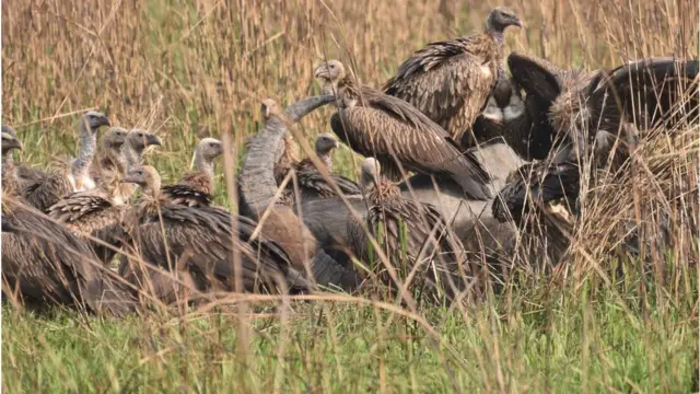 আসামে একটি মৃত মহিষের মাংস খাচ্ছে শকুন