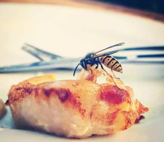 Avispa sobre la comida