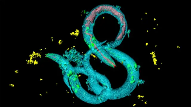 Свободноживущая нематода (Caenorhabditis elegans) тоже способна путешествовать в животе у хищника