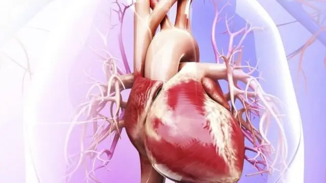 Ilustrasi jantung