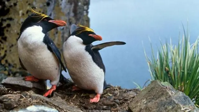 Penguin wa jinsia moja wana sifa za kuandamana