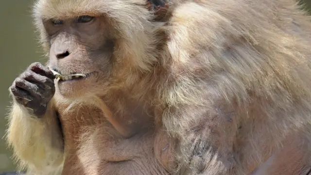 Толстая обезьяна в японском парке