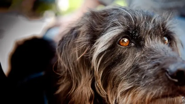 Що відчуває собака