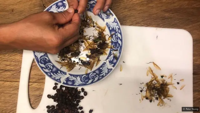 चींटियां