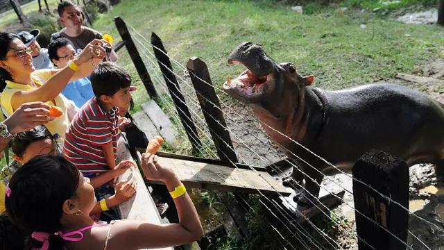 Os visitantes são vistos olhando para um hipopótamo chamado Vanesabet365i2009