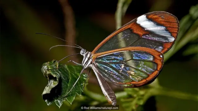 유리날개 나비(Greta oto)