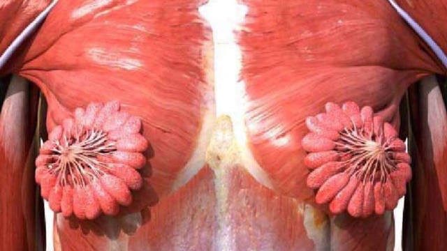 女性肌肉结构图展示的乳腺组织