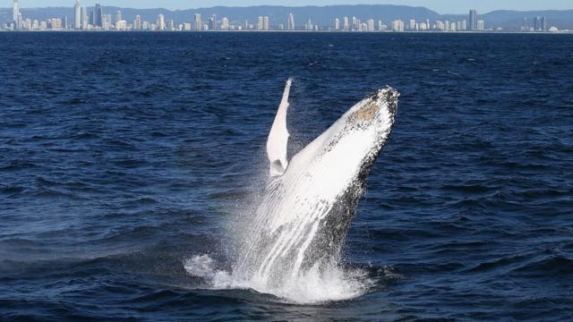 一條座頭鯨在澳大利亞黃金海岸對開海面躍出水面（9/6/2016）