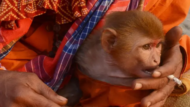 गंगा में डुबकी लगाने पहुंचे एक साधु