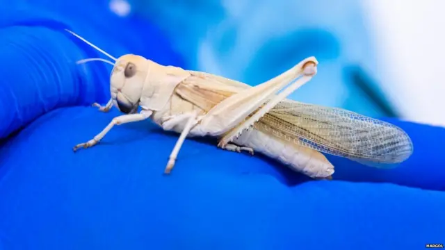 टिड्डों