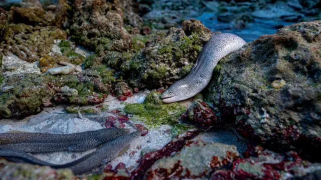 ثعابين الموراي المرقطة