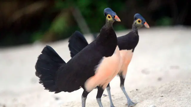 Badan konservasi International Union for Conservation of Nature (IUCN) memasukkan maleo dalam kategori kritis (critically endangered) pada 2021—satu tahap lagi menuju kepunahan di alam liar.