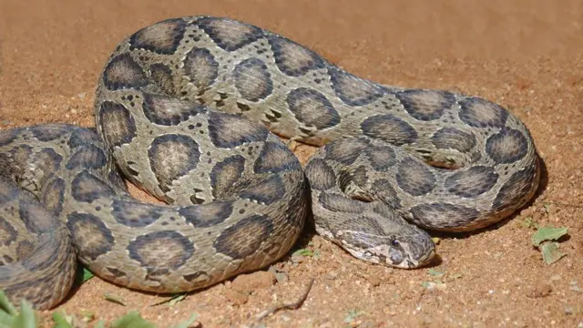 பாம்புகள்