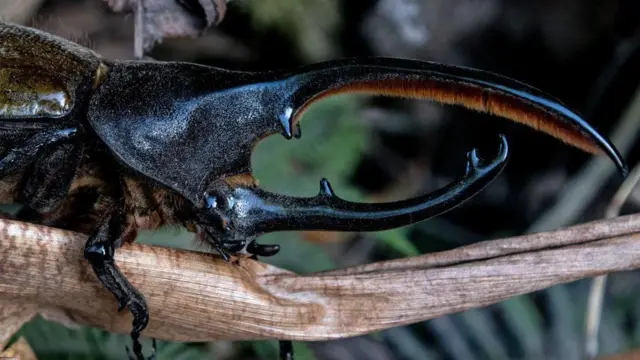 Escarabajo negro con cuerno negro