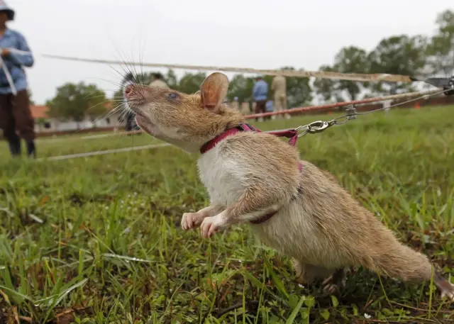 Rat à poche gambien