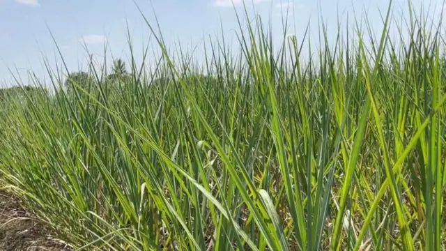 చెరకు తోటలు