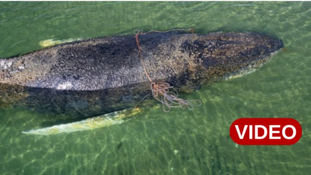 జర్మనీ, తిమింగలం