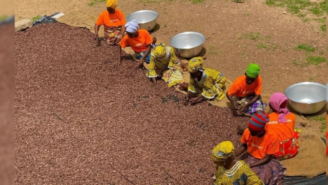 Women dey produce sheabutter