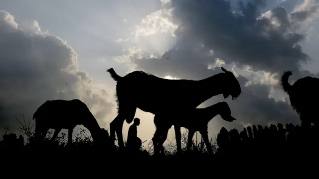 बकरियों की तस्वीर