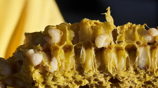 தேன் கூட்டில் ராணி தேனீ எப்படி தேர்வு செய்யப்படுகிறது? எளிய அறிவியல் விளக்கம்