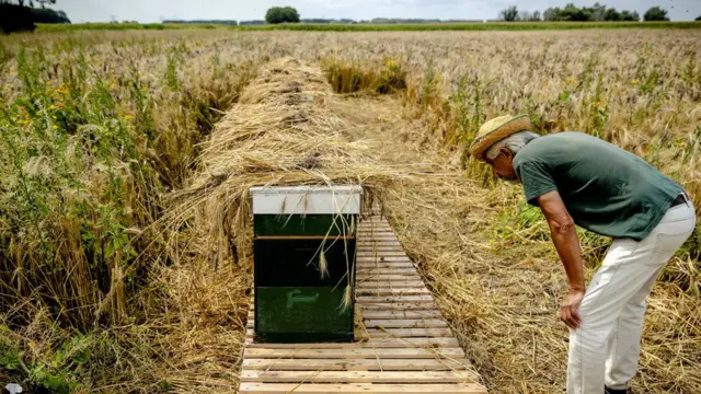 A beekeeper watches a row of unauthorized hives at the Biesbosch in Dordrecht, The Netherlands,