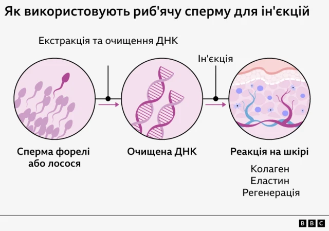 Графіка, що пояснює, як екстрагується ДНК риби та як вона потенційно реагує на шкіру