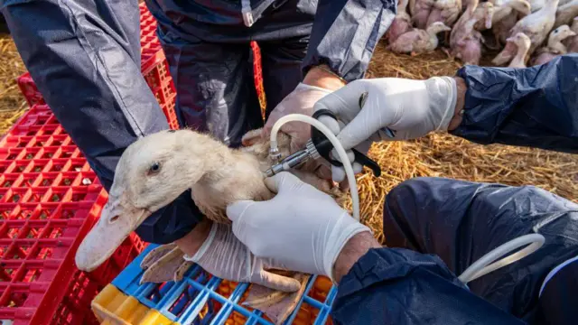 Dokter hewan memvaksinasi bebek di sebuah peternakan unggas.
