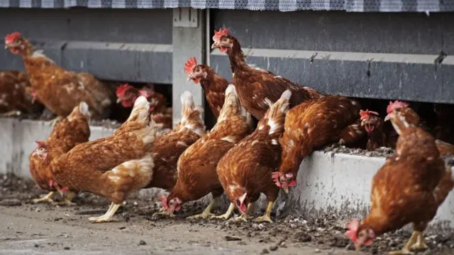 बर्ड फ्लू, कोरोना, आरोग्य