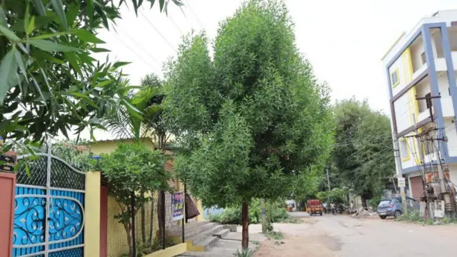 ఇంటి ముందు కోనోకార్పస్ చెట్టు