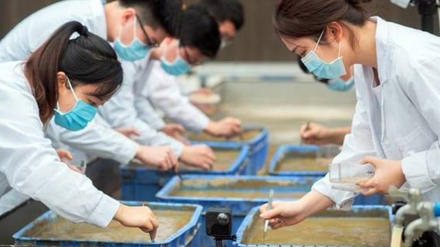 cientistas chineses analisam sementes