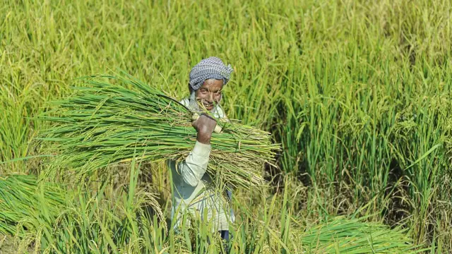 महाराष्ट्र, पीकविमा