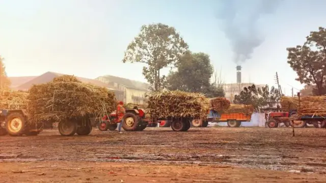 ਗੰਨੇ ਨਾਲ ਭਰੀਆਂ ਟਰਾਲੀਆਂ 
