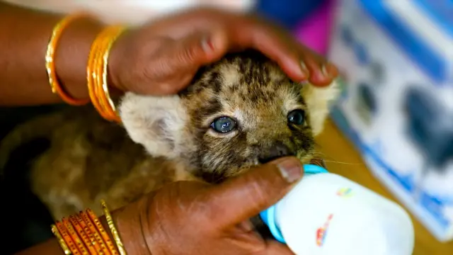 పులికూన