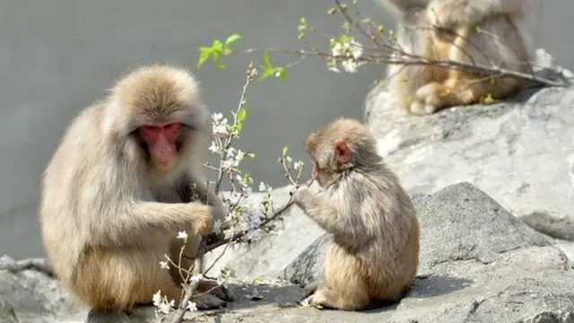 японська макака