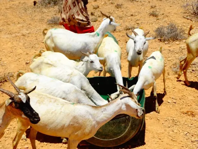 Ukame: Mifugo wengi waangamia Puntland Somalia