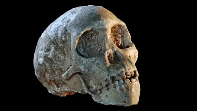 El fósil del niño de Taung