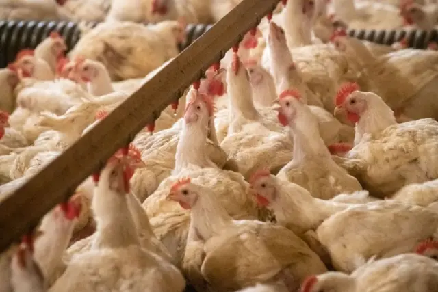 Gallinas unas junto a otras en una explotación avícola de Estados Unidos.