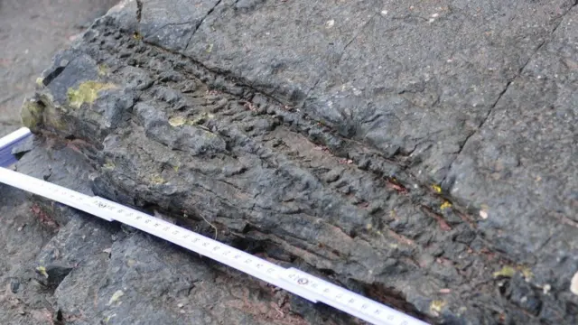 Fossil marks in the cliff with a tape measure to indicate the scale