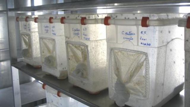 Criaçãoaplicativo de jogo blazemoscas da biológa Patricia Thyssen, na Unicamp